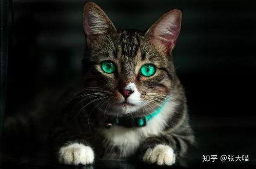 猫咪喜欢吃瓜种子吗视频,它们真的爱吃瓜种子吗？
