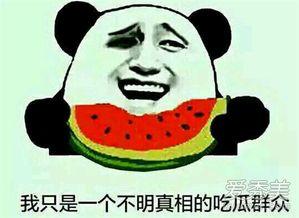 法斗吃瓜群众视频,揭秘宠物界的“八卦风云”