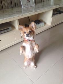 幼犬可吃方瓜吗视频大全,方瓜的适宜性与美味搭配