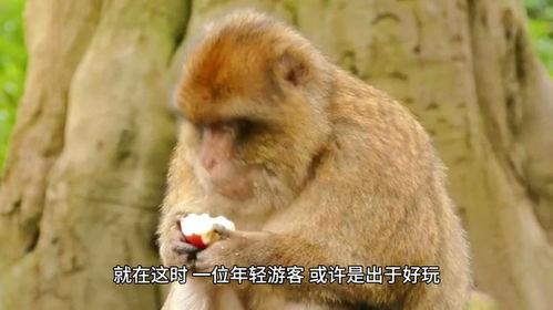 猴吃瓜视频完整版,一场欢乐的夏日盛宴
