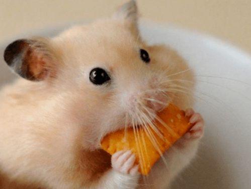 甜面瓜仓鼠可以吃吗视频,视频揭秘