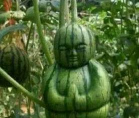 冕宁吃瓜事件真相揭秘视频,揭秘背后真相与争议