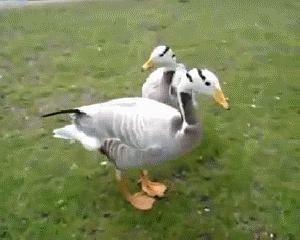 怎么画吃瓜鸭子视频,如何创作趣味盎然的“吃瓜鸭子”动画教程