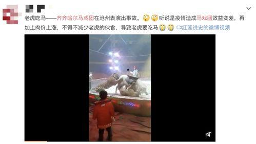 马戏团老虎吃瓜视频,惊险瞬间！马戏团老虎吃瓜视频引网友热议