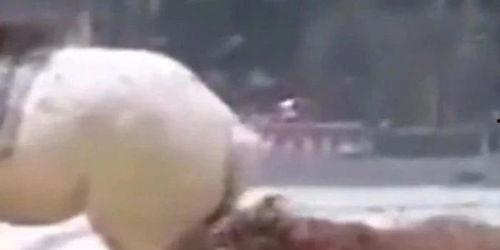 马戏团老虎吃瓜视频,惊险瞬间！马戏团老虎吃瓜视频引网友热议