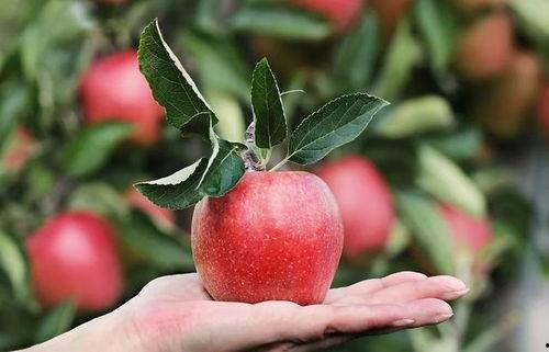 吃瓜小视频苹果版,轻松畅享热门娱乐，解锁短视频新体验