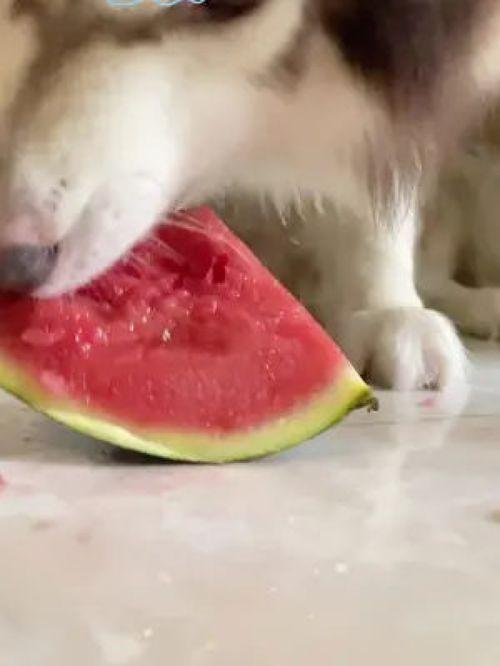 网红吃瓜狗子视频大全播放