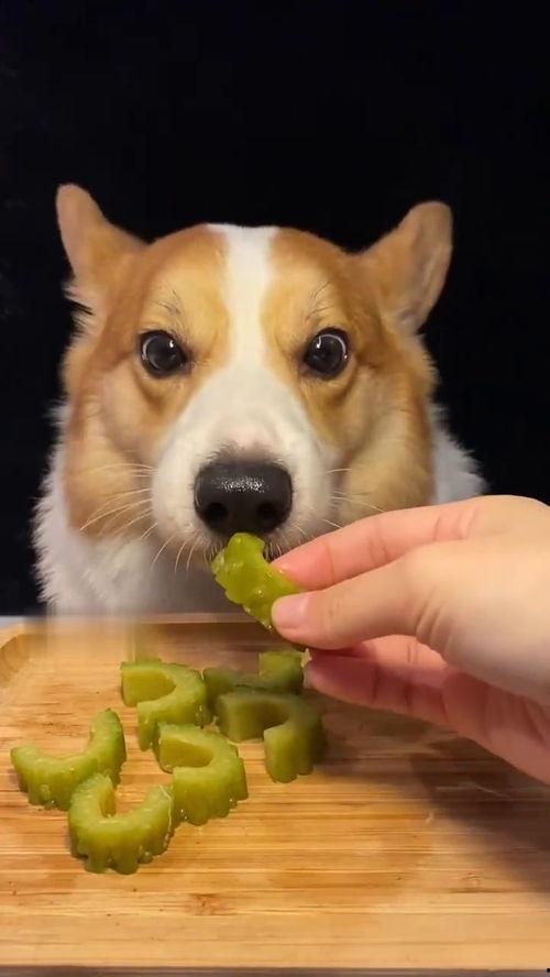 网红吃瓜狗子视频大全播放