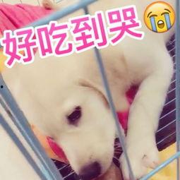 狗怎么吃蓝瓜好吃呢视频,狗狗喜爱的美味秘诀