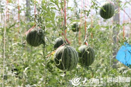 肥城吃瓜事件视频最新版,最新视频揭露惊人真相