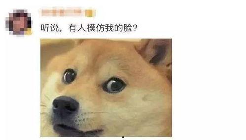 狗头吃瓜视频资源免费,免费视频资源带你笑翻天