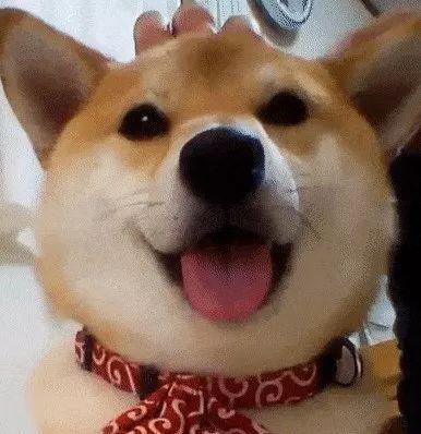 狗头吃瓜视频资源免费,免费视频资源带你笑翻天