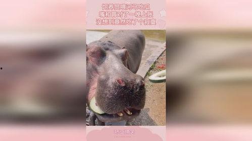 河马吃瓜饲养员视频