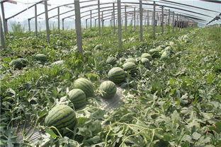 东北群众吃瓜视频,趣味横生的乡村生活剪影